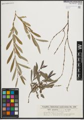 Foto von Salix purpurea L.
